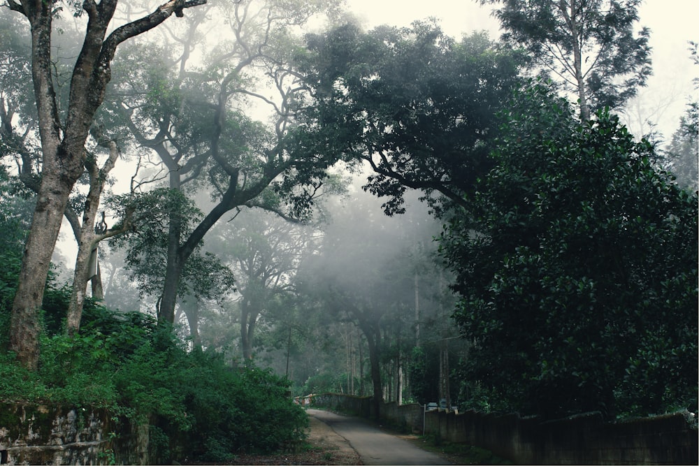 green trees on a foggy day