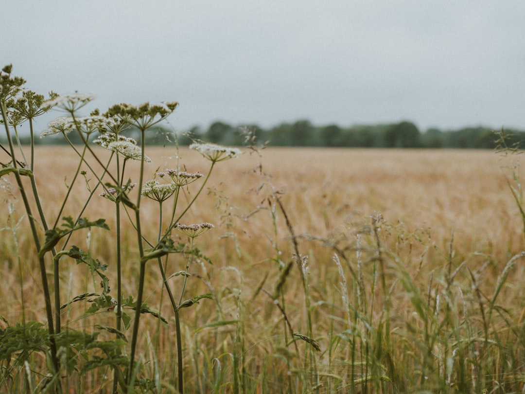 brown grass field during daytime