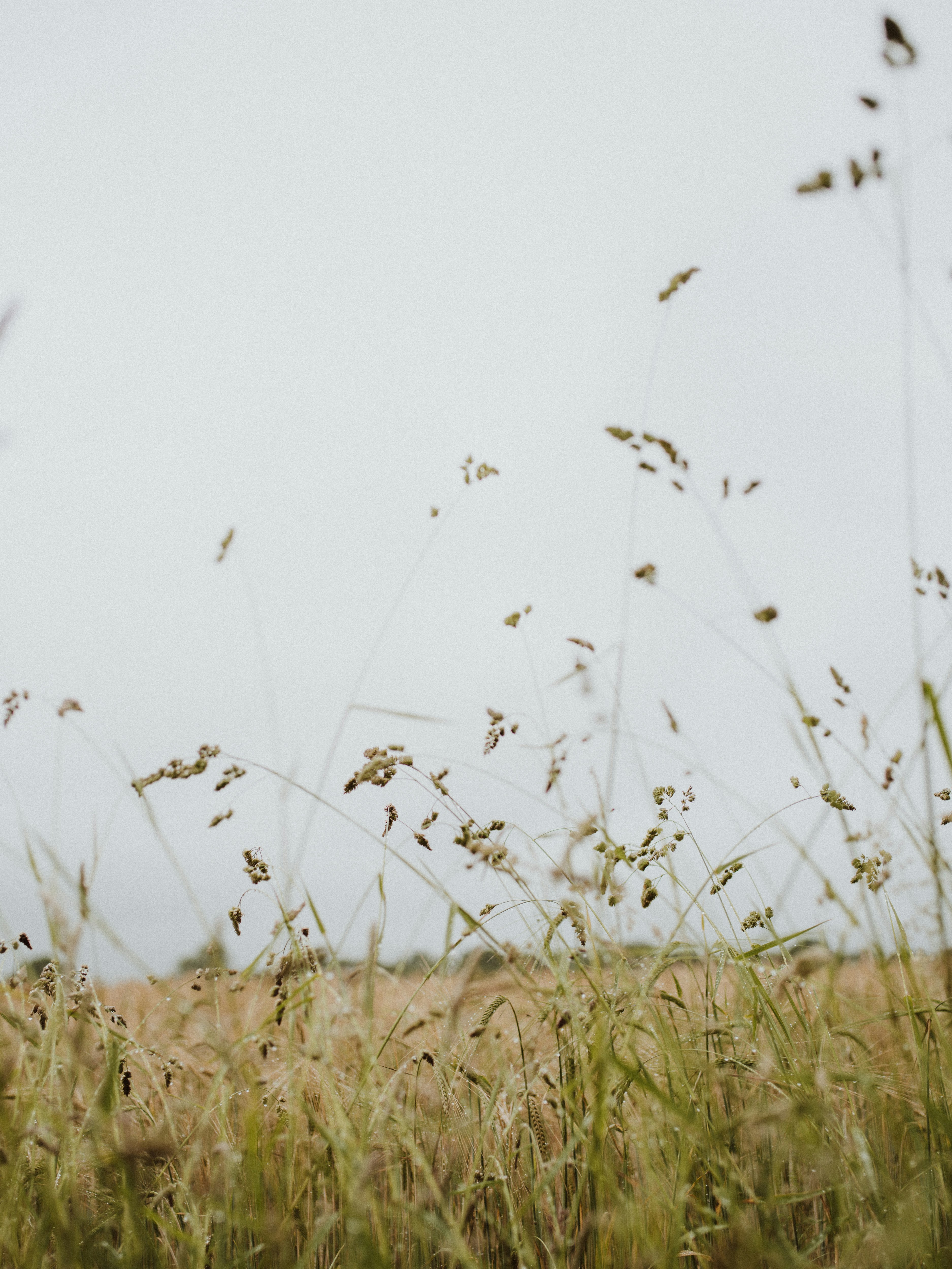 brown grass field during daytime