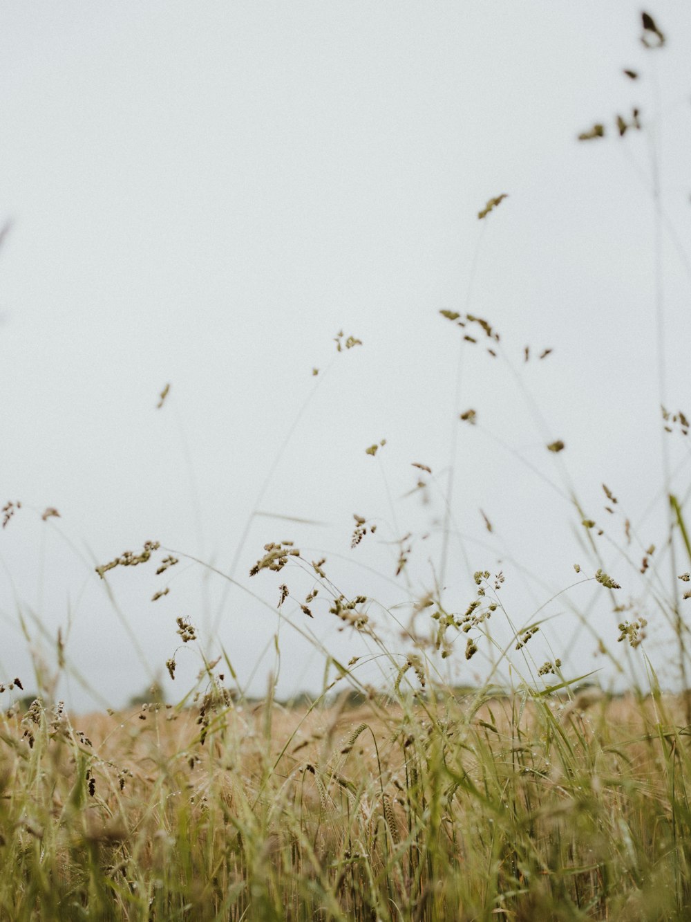 brown grass field during daytime