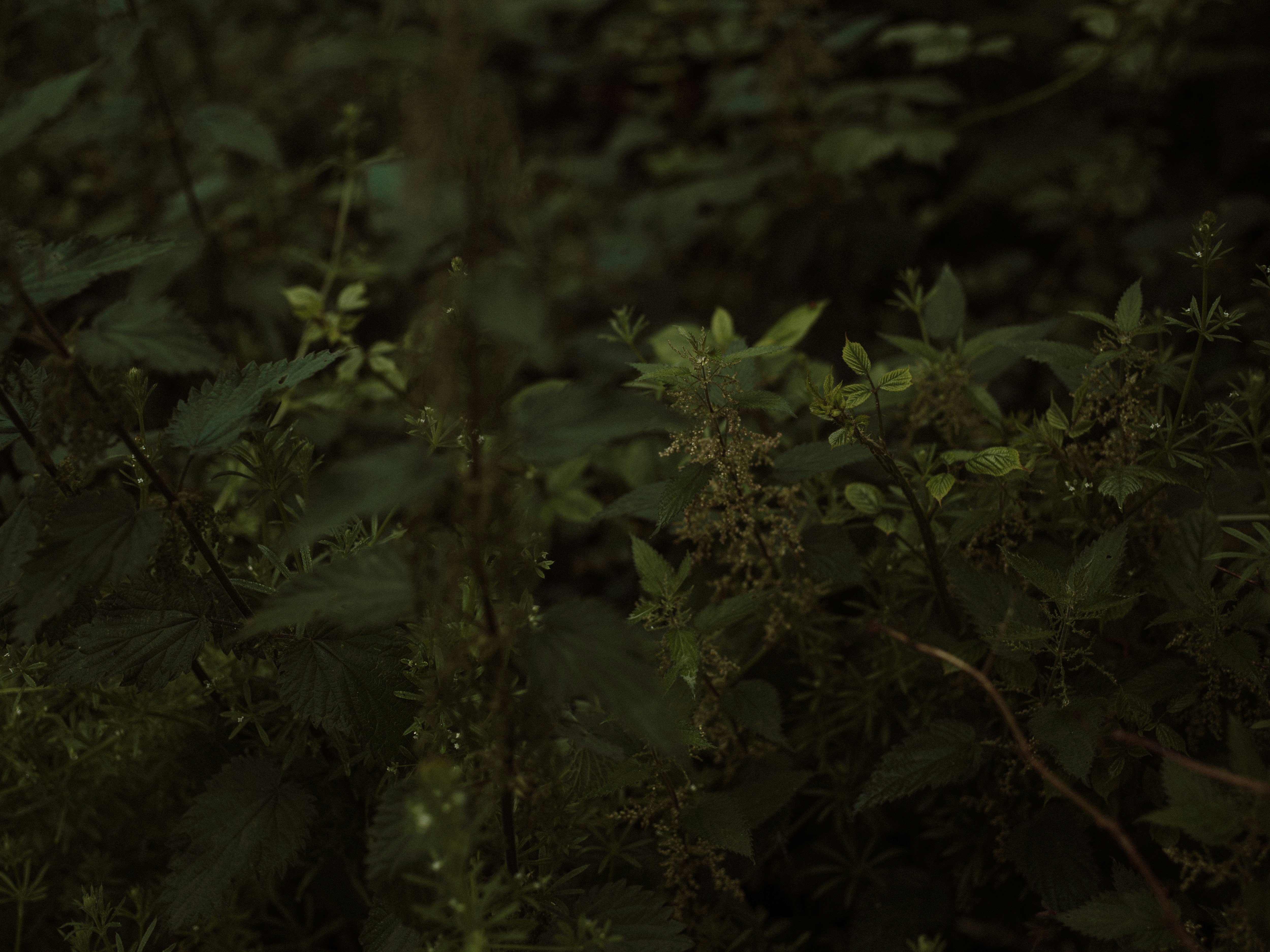 Photo by anniespratt