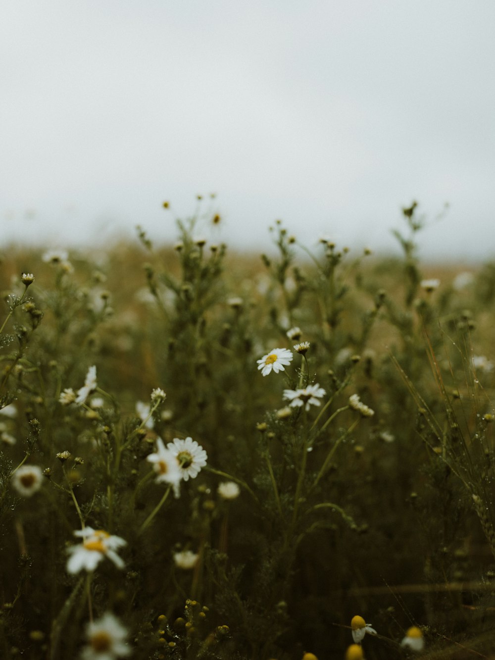 white flowers on brown grass field