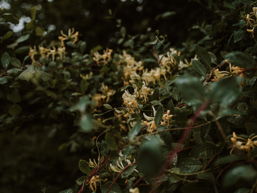 yellow flowers in tilt shift lens