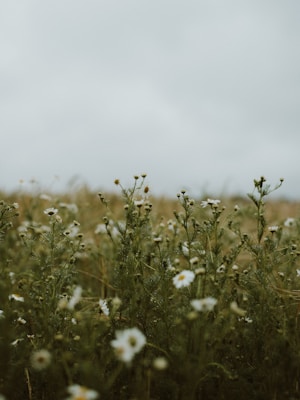 white flower field during daytime