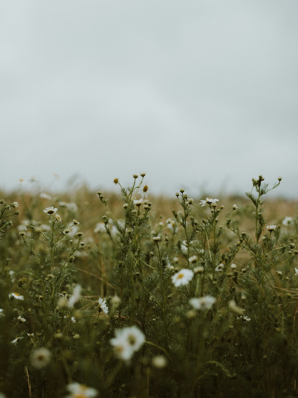 white flower field during daytime