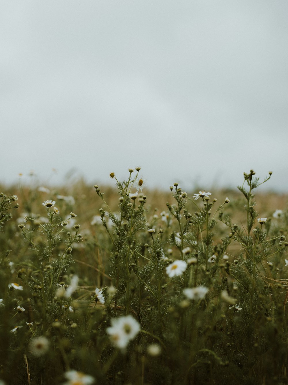 campo de flores brancas durante o dia