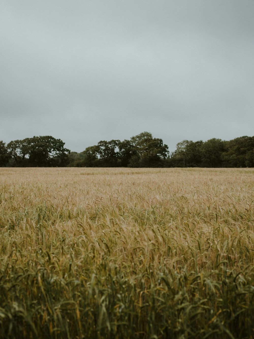 brown grass field near green trees under white sky during daytime