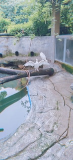 A bird with white feathers spreads its wings while perched on a wooden log beside a water pond. Another white bird is standing in the background near a concrete wall. The environment is lush with green vegetation, and there is a transparent barrier on the right side.