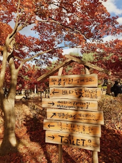 Wooden signposts with inscriptions in both Korean and English stand amidst a backdrop of vibrant autumn foliage with vivid red and orange leaves. Sunlight filters through the trees, casting dappled shadows on the ground.