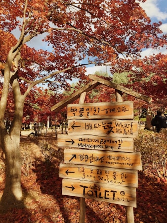 Wooden signposts with inscriptions in both Korean and English stand amidst a backdrop of vibrant autumn foliage with vivid red and orange leaves. Sunlight filters through the trees, casting dappled shadows on the ground.