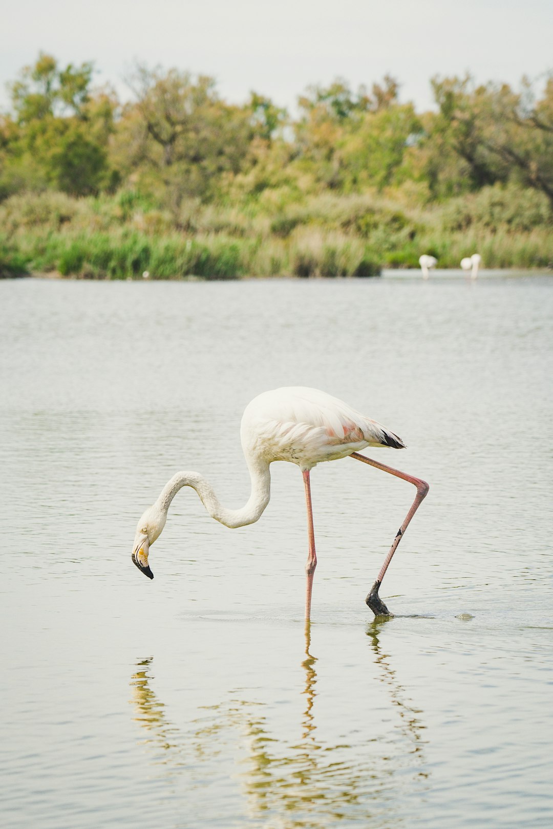 white flamingo on body of water during daytime