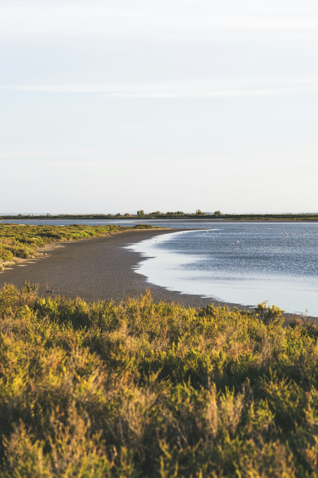 green grass field near body of water during daytime