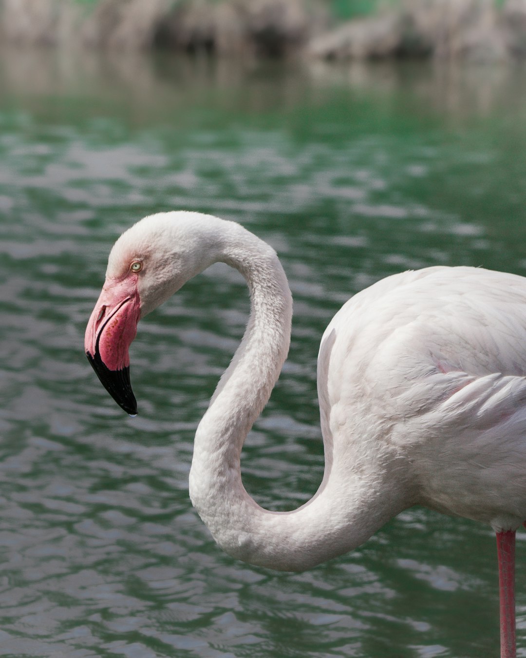 white swan on body of water during daytime