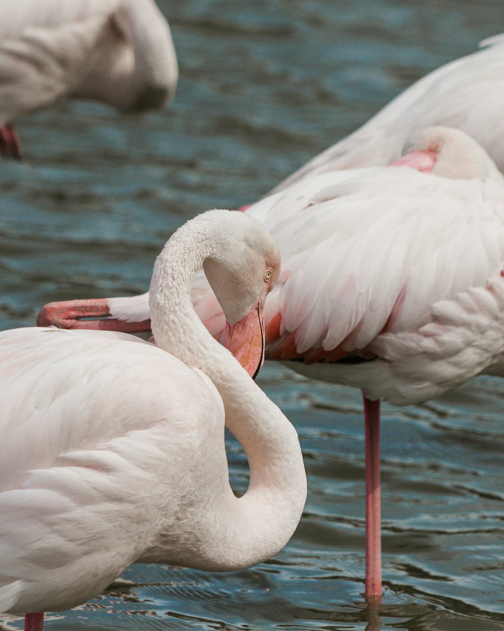 flamingos brancos na água durante o dia