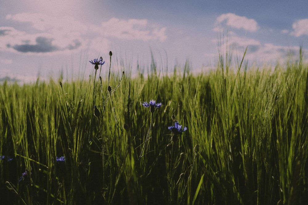 Fiore blu e bianco sul campo di erba verde durante il giorno