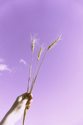 Hands holding freshly harvested wheat stalks against a clear blue sky.