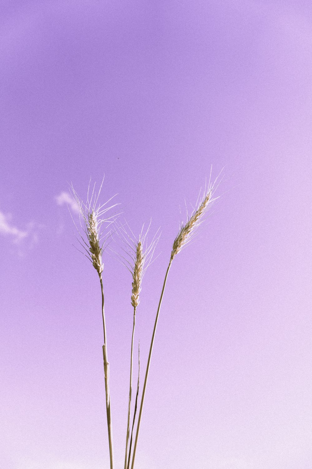 brown wheat under blue sky during daytime