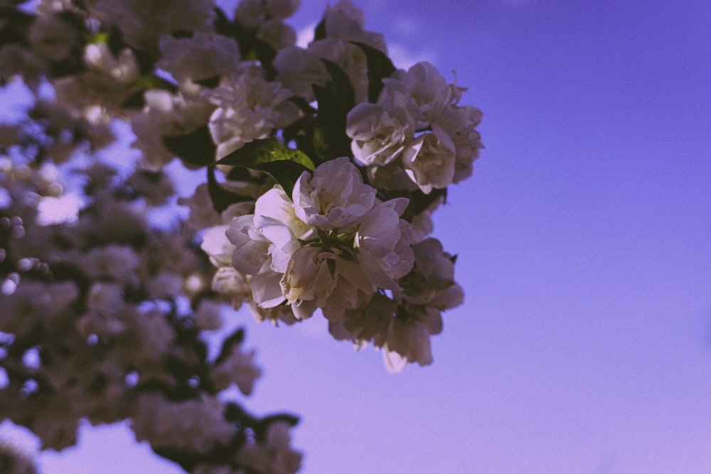 purple flower in tilt shift lens