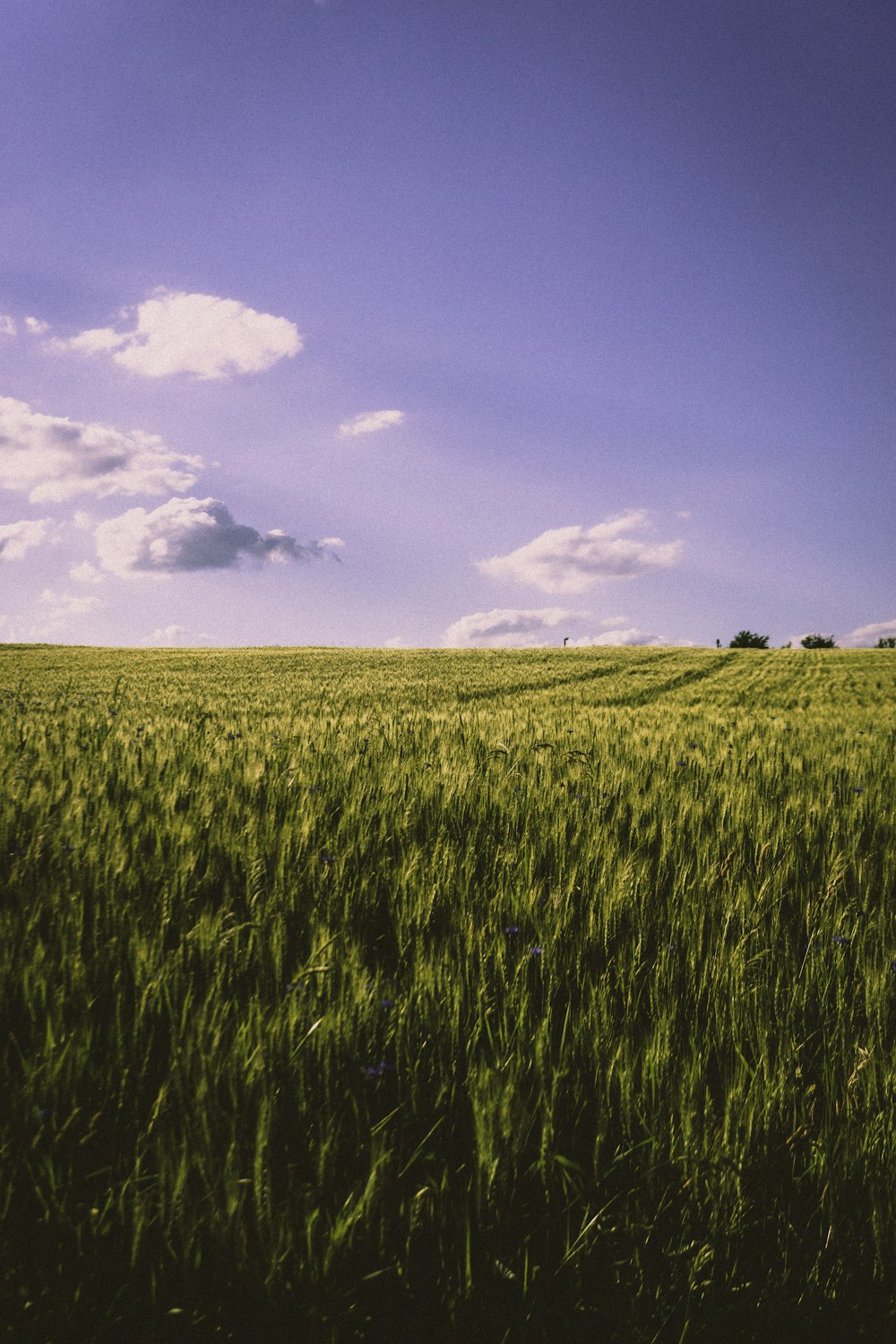 green grass field under blue sky during daytime