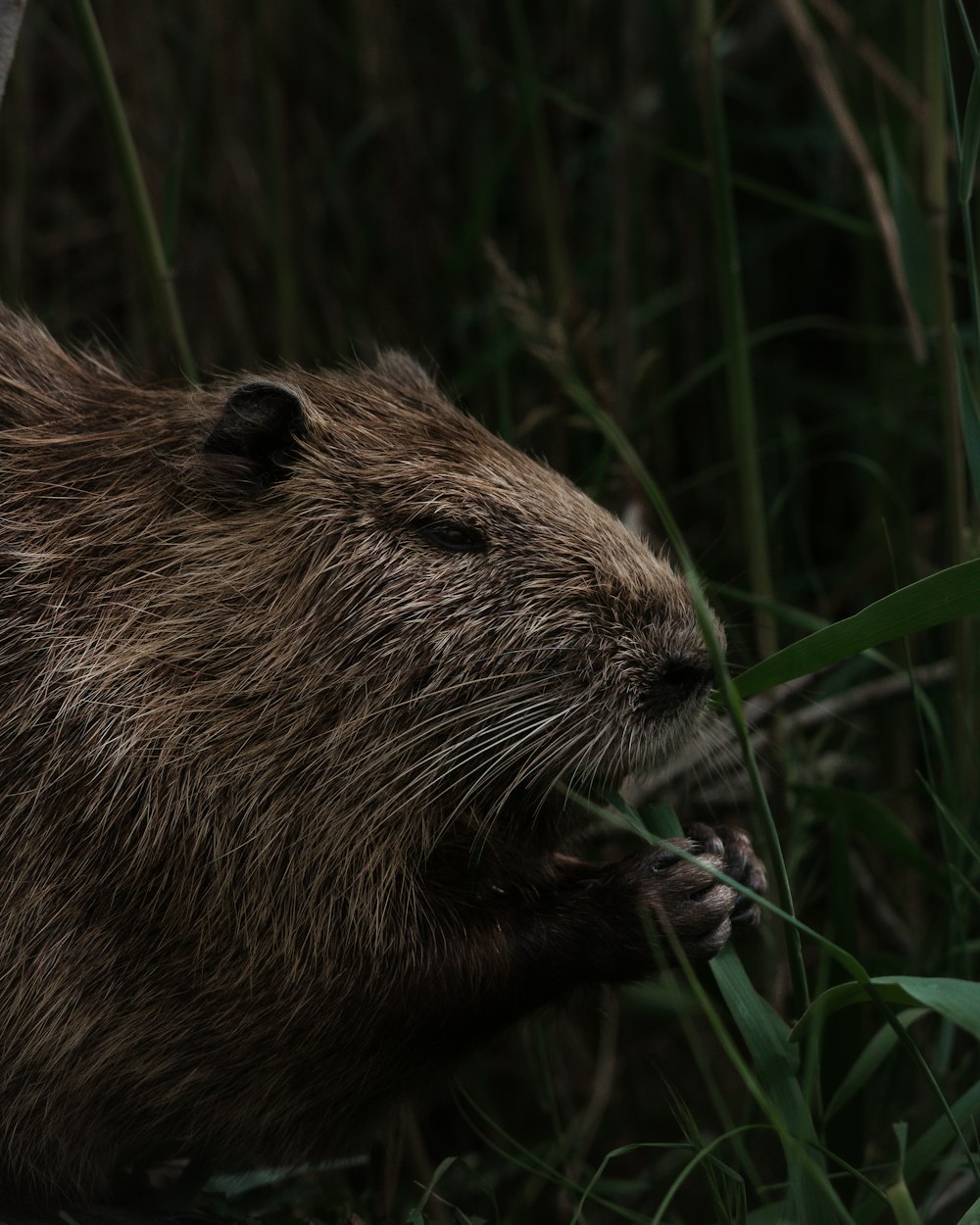 brown rodent on green grass during daytime