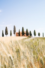 brown and green grass field