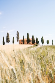 brown and green grass field
