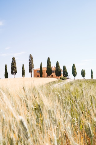 brown and green grass field