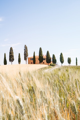 brown and green grass field