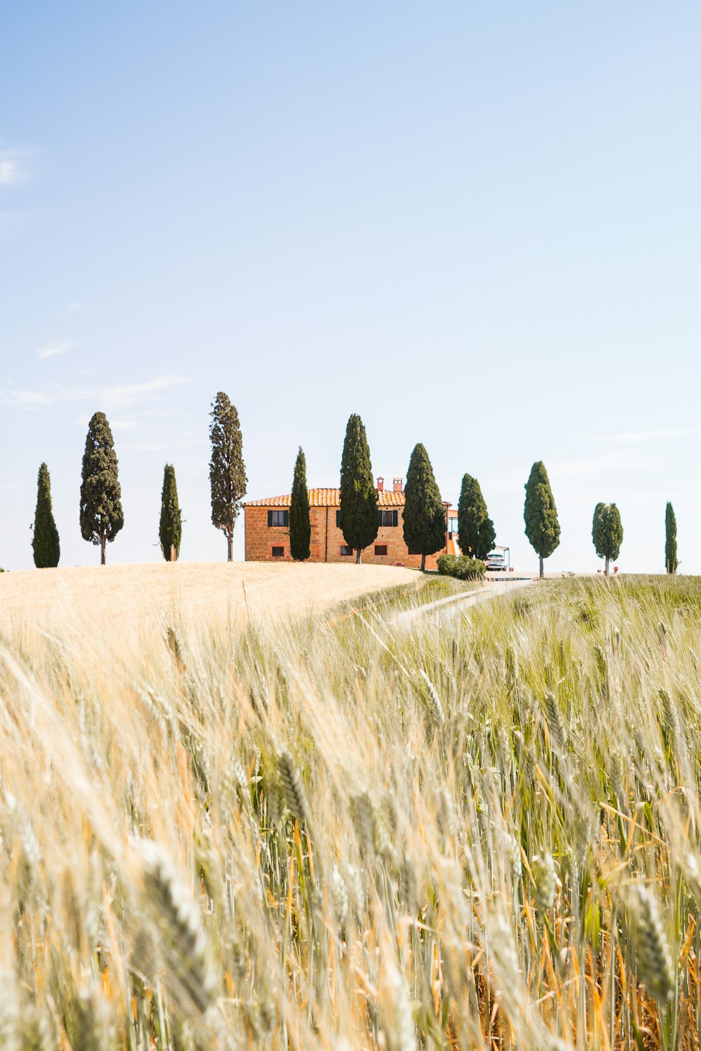 brown and green grass field