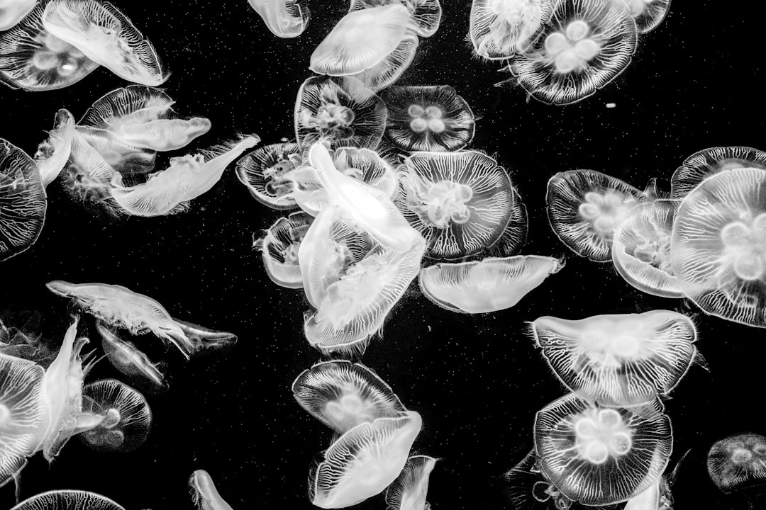 white jellyfish on black background