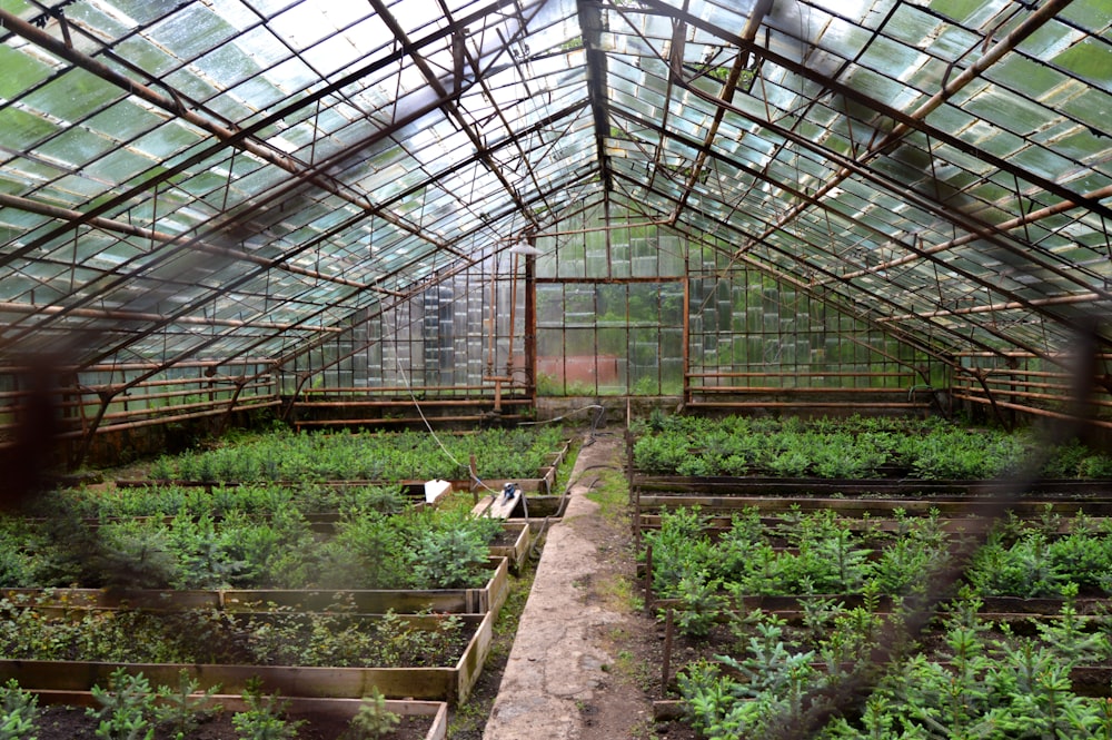 Plantes vertes à l’intérieur de la serre pendant la journée