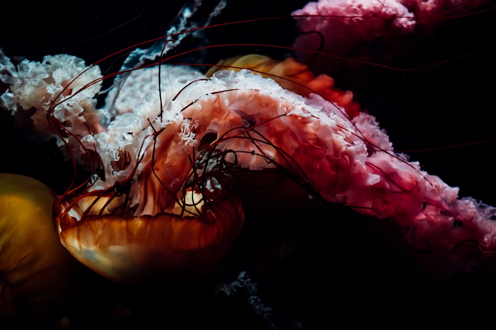 red and yellow jellyfish in water