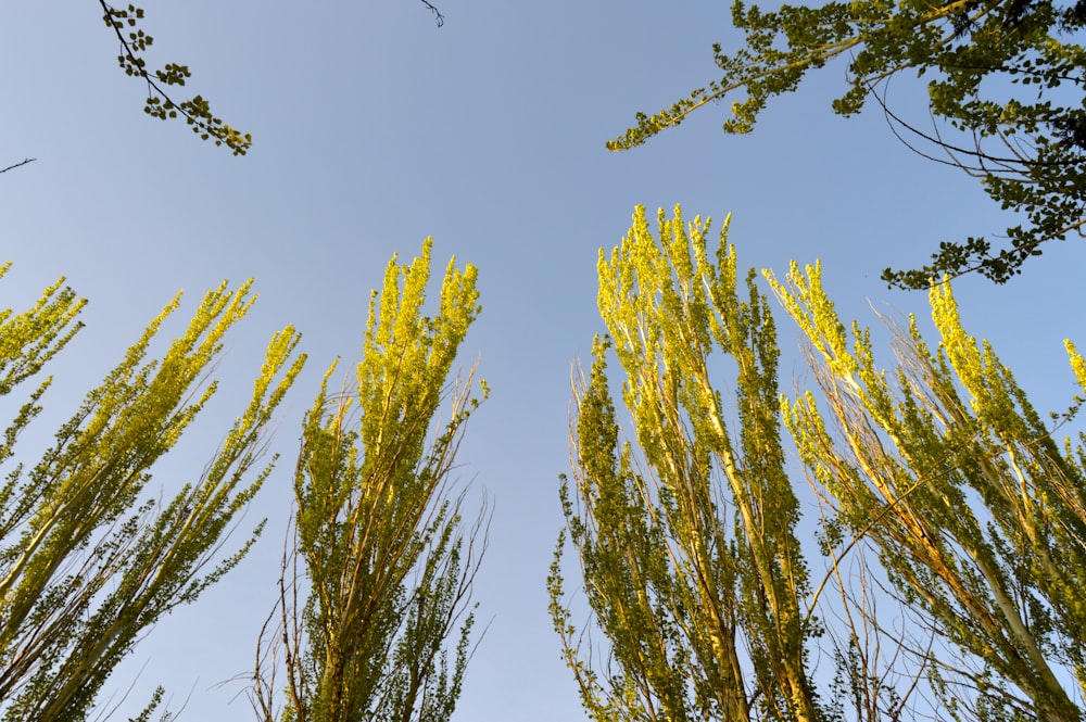 Árboles de hojas verdes y amarillas bajo el cielo azul durante el día