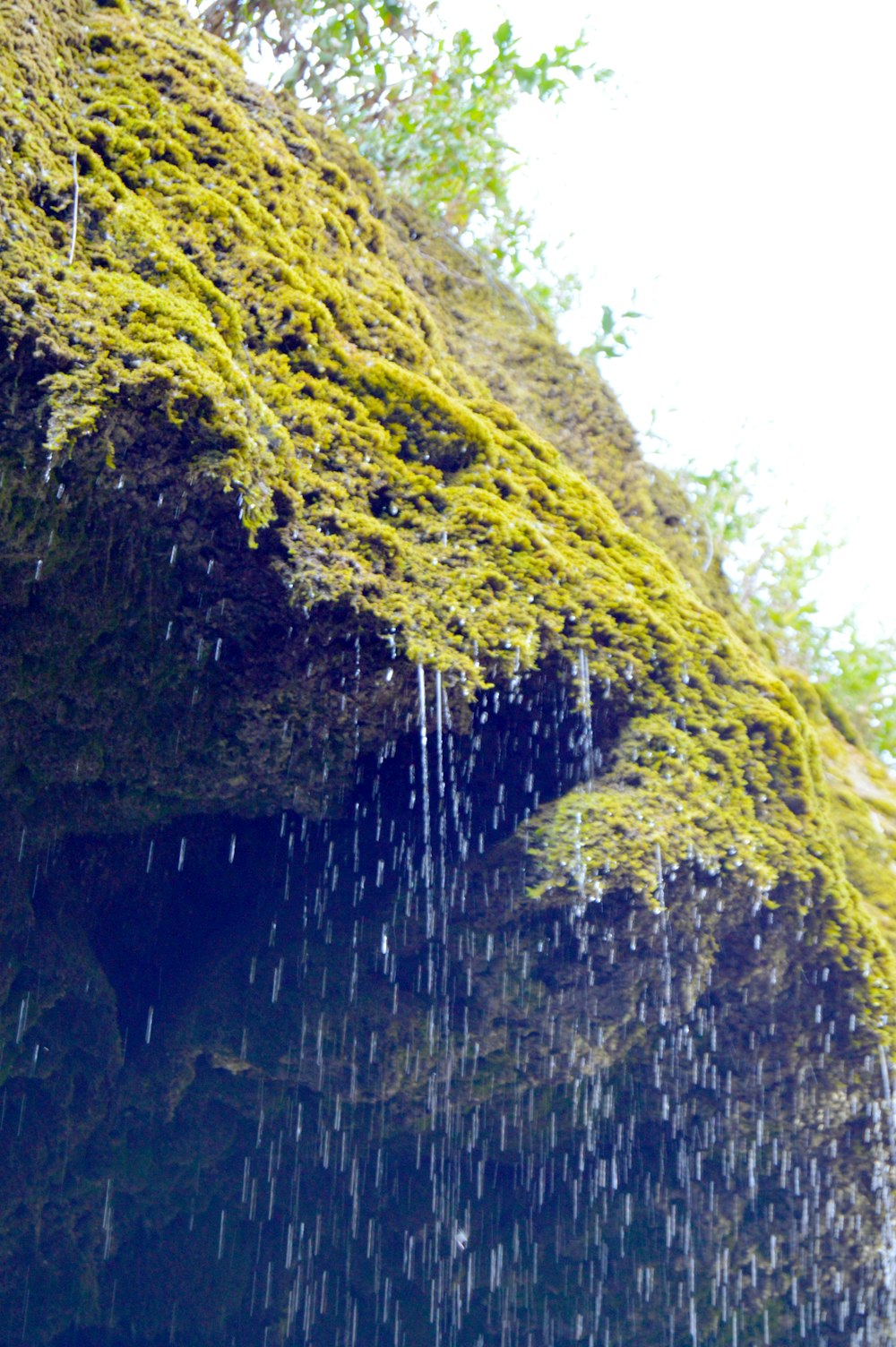 musgo verde sobre roca marrón