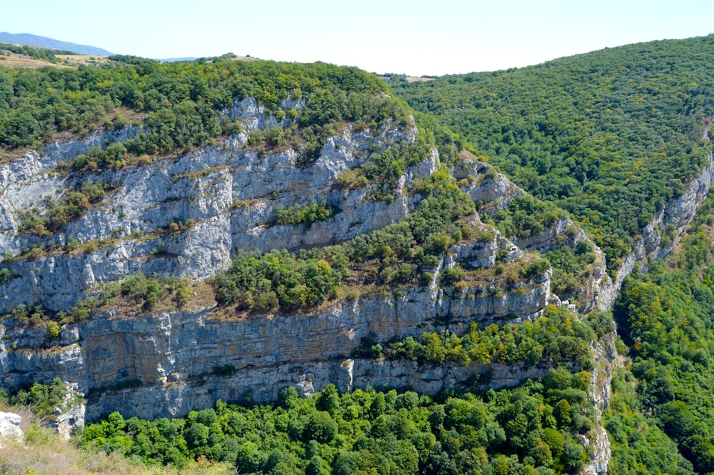 árboles verdes en la montaña durante el día