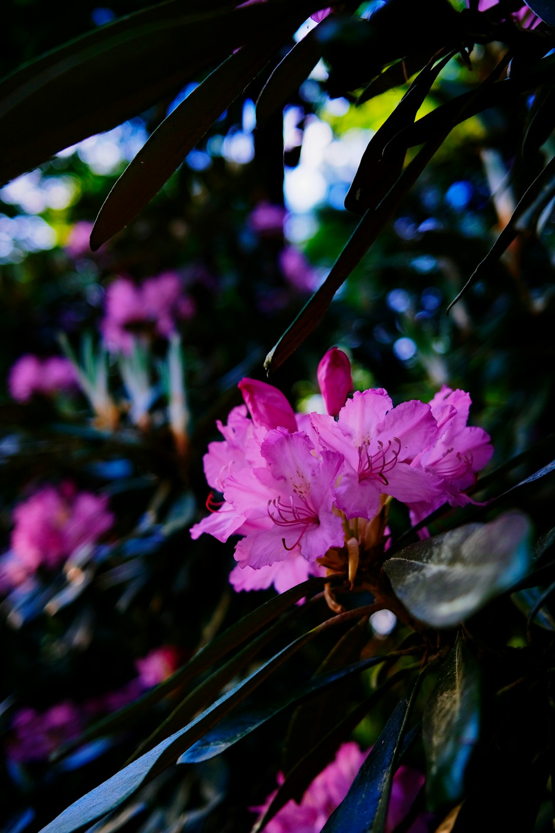 pink flower in tilt shift lens