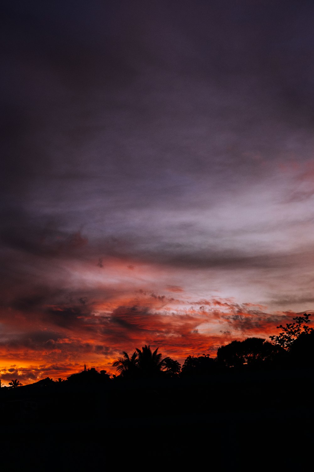 silhouette of trees during sunset