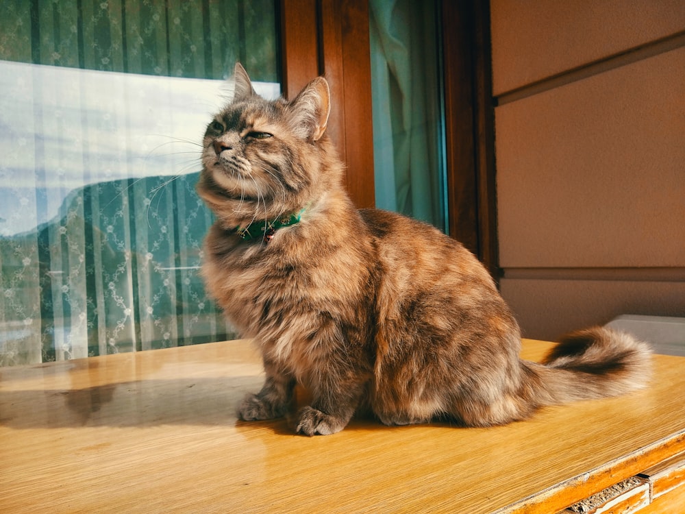 brown and black cat on brown wooden table