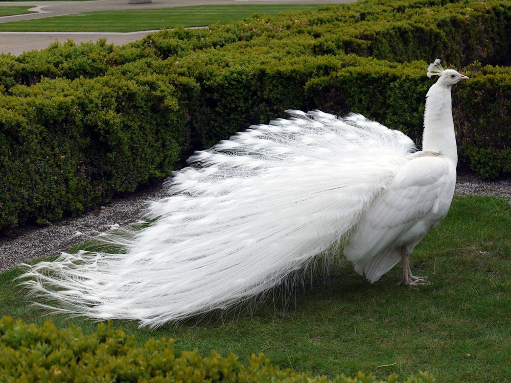 white bird on green grass during daytime