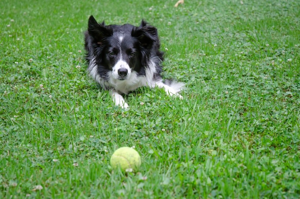 black and white border collie puppy lying on green grass field during daytime