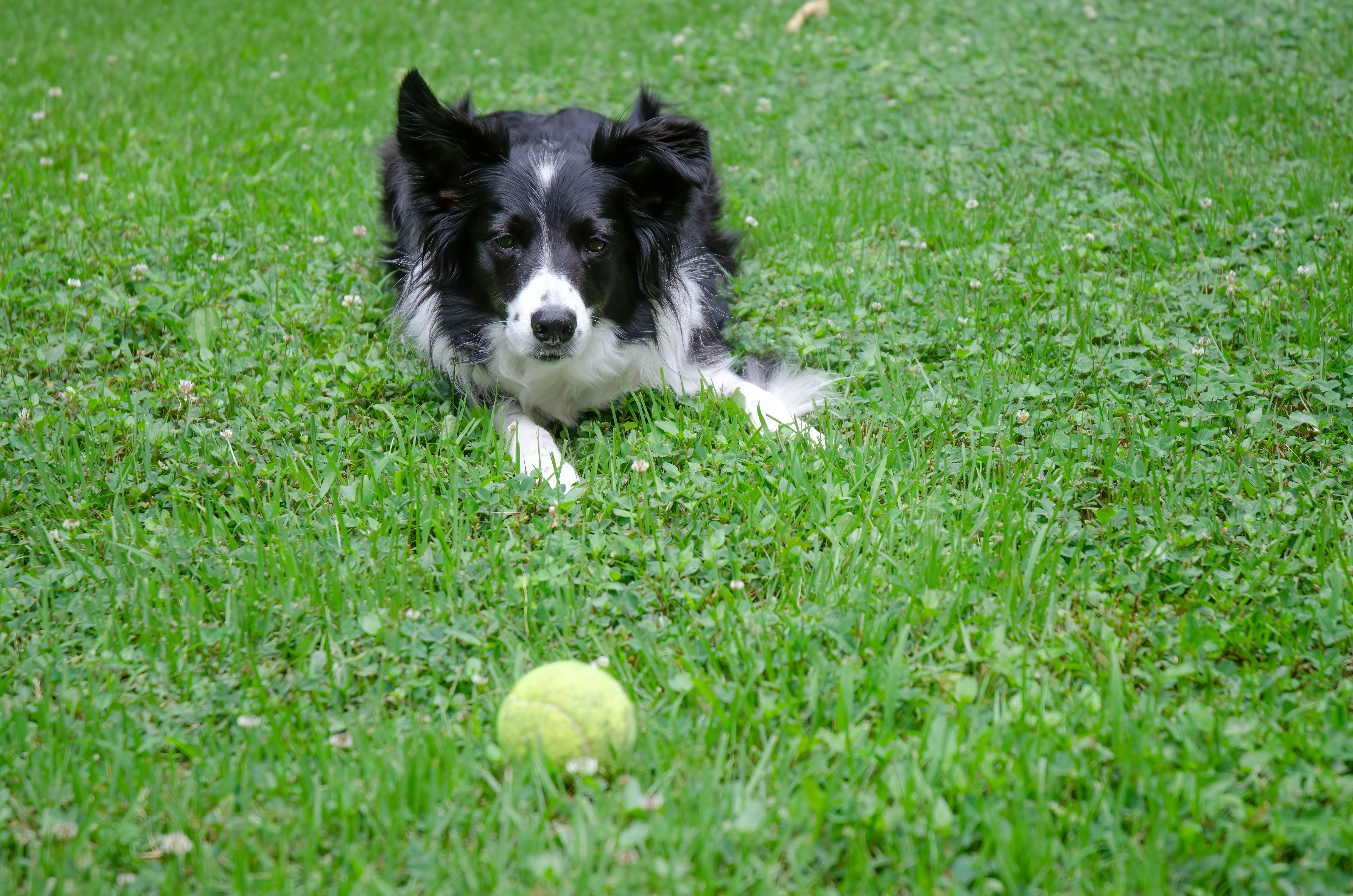 tennis ball