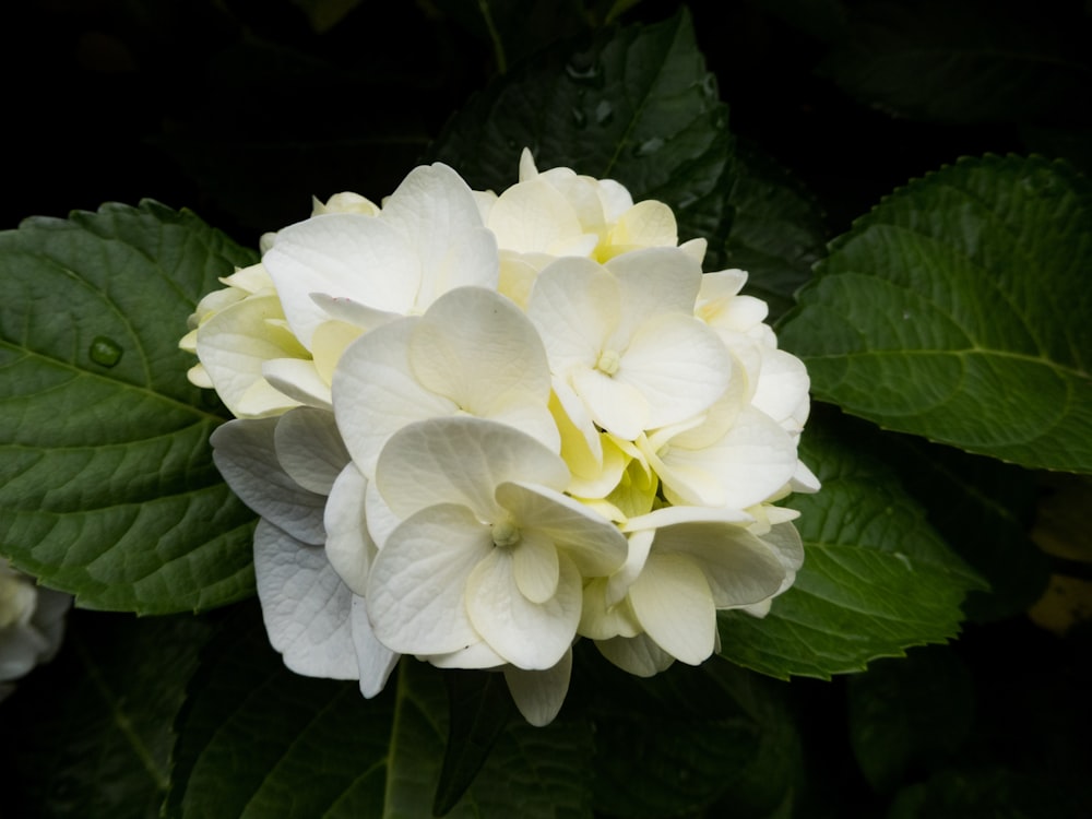 white flower with green leaves