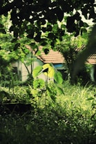 A lush green garden with vibrant vegetation, featuring prominent green leaves and grass. The background includes a house with a tiled roof, partially obscured by the greenery. Sunlight filters through the canopy, casting soft light and shadows across the scene.