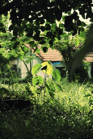 A lush green garden with vibrant vegetation, featuring prominent green leaves and grass. The background includes a house with a tiled roof, partially obscured by the greenery. Sunlight filters through the canopy, casting soft light and shadows across the scene.