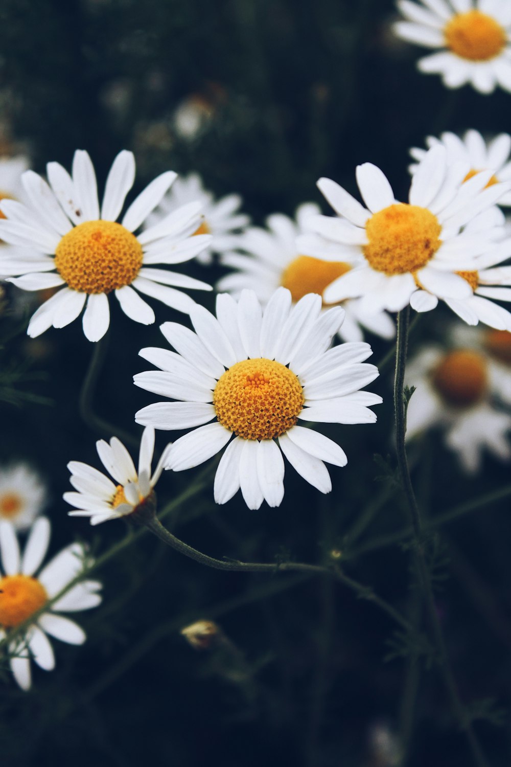 白と黄色のデイジーの花