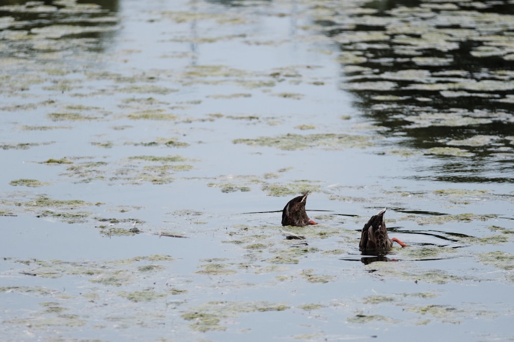 two black birds on water during daytime