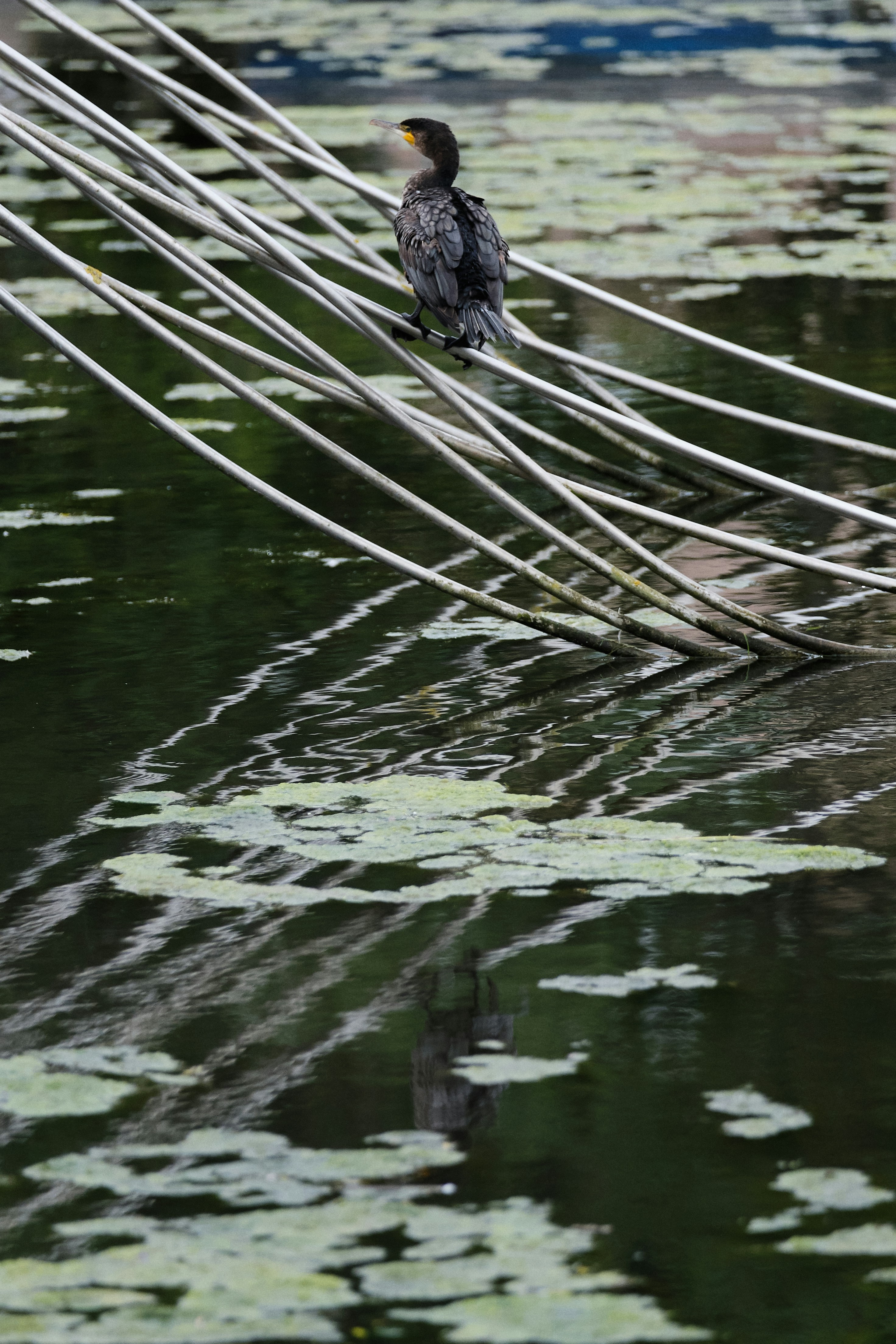 burung hitam di cabang pohon coklat
