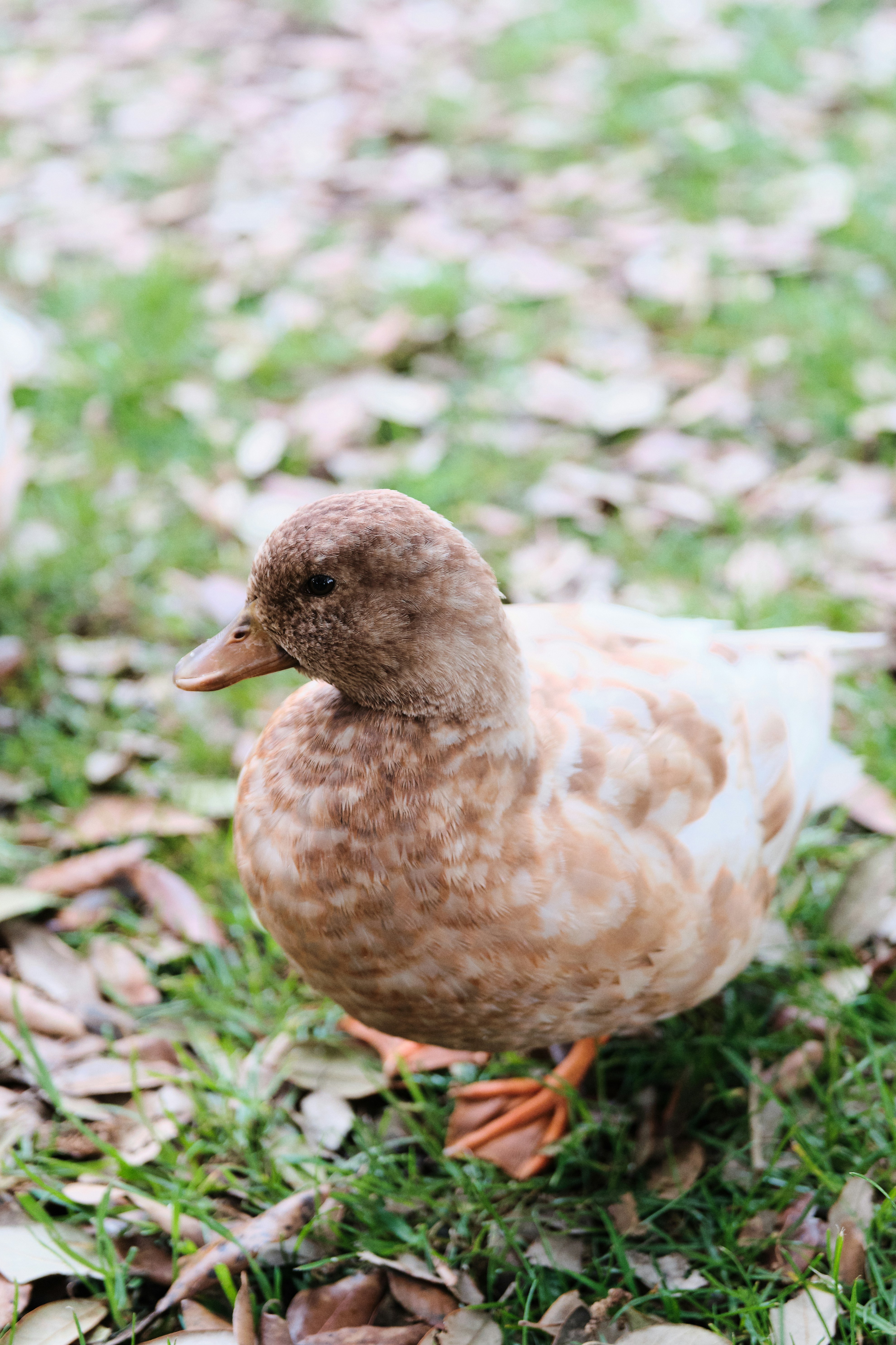 bebek coklat di atas rumput hijau di siang hari