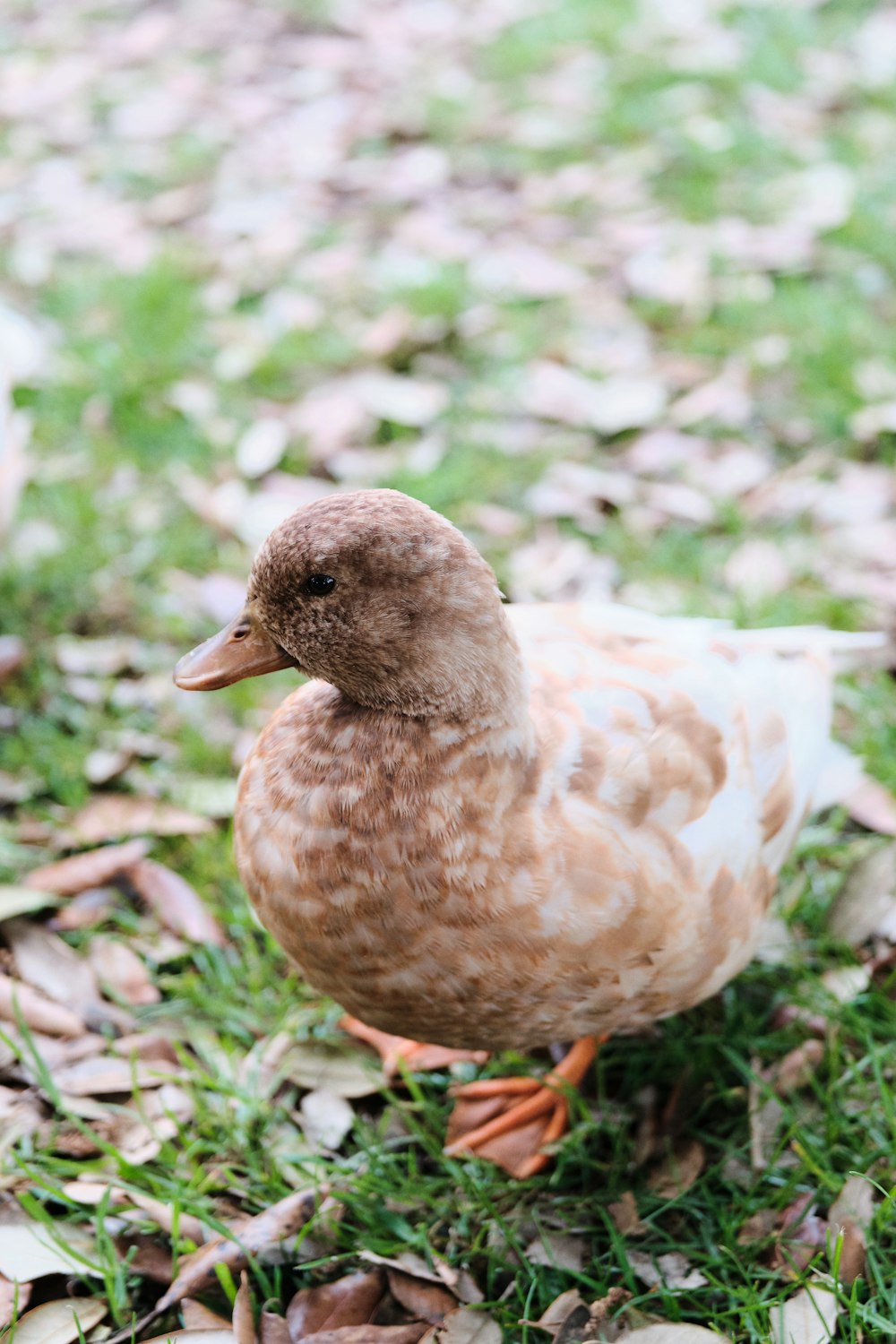 brown duck on green grass during daytime