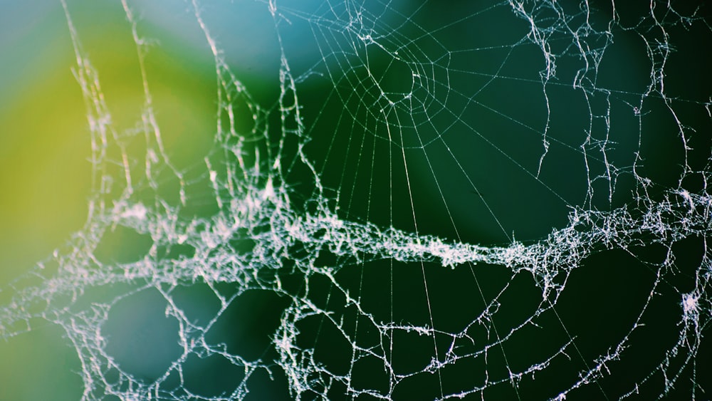 Tela de araña con gotas de agua en la fotografía macro